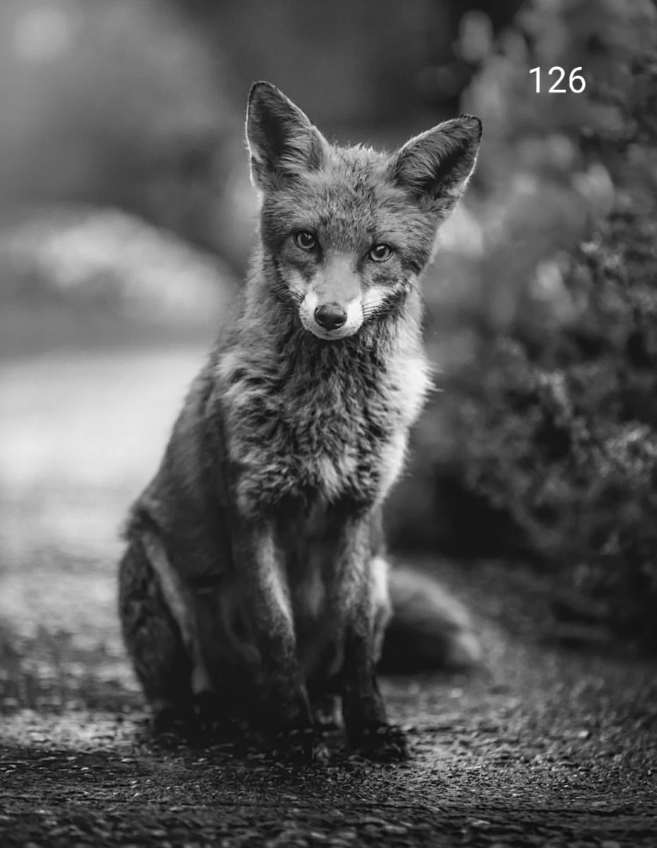 Wanddoek Vosje Zw 60x80 Cm 3 Wanddoek Vosje Zw 60x80 Cm