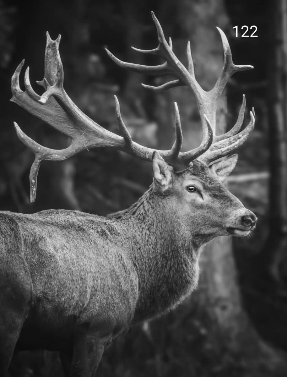 Wanddoek Zw Gewei 60x80 Cm 3 Wanddoek Zw Gewei 60x80 Cm