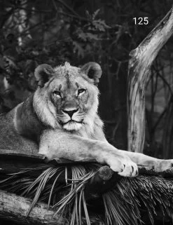 Wanddoek Tijger Zw 60x80 Cm