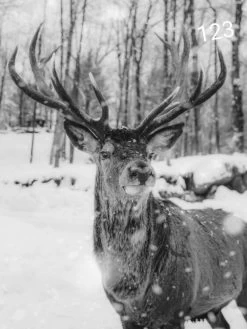 Wanddoek Hert Gewei Zw Sneeuw 60x80 Cm