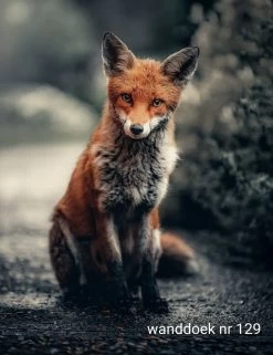 Wanddoek Vosje Kleur 60x80 Cm