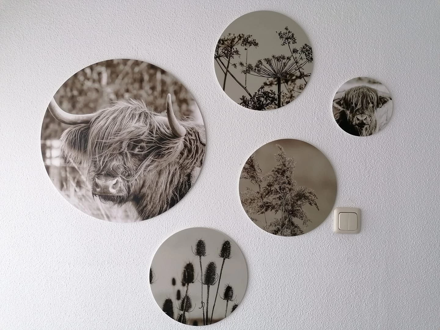 Muurcirkel Set Schotse Hooglander Met Planten 3 Muurcirkel Set Schotse Hooglander Met Planten