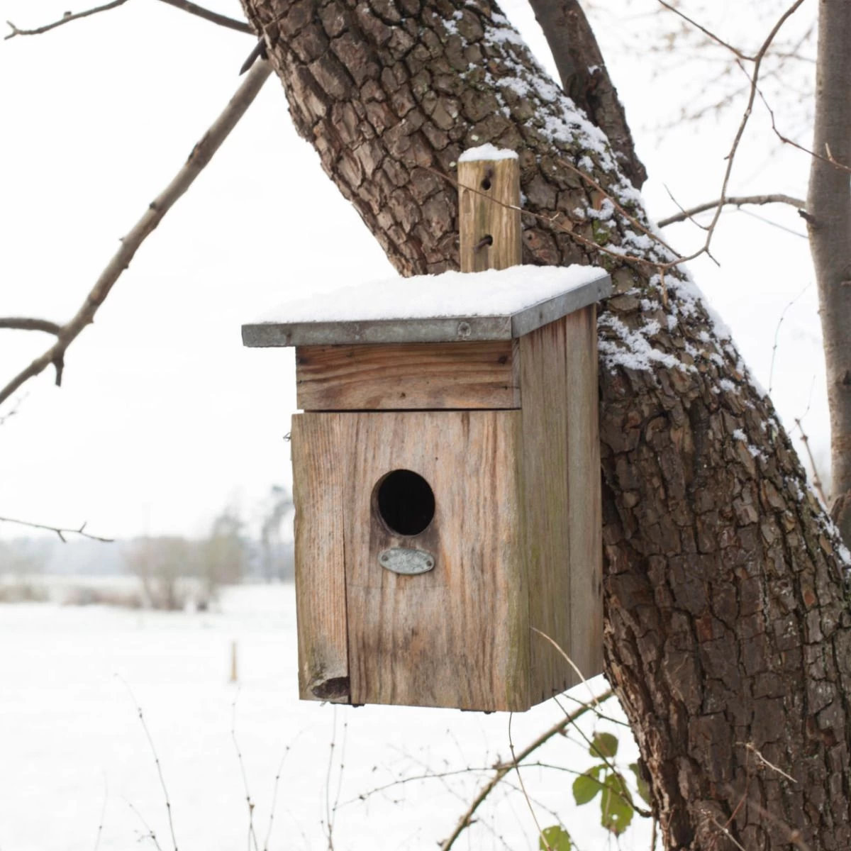 Nestkast Spreeuw 4 Nestkast Spreeuw - Afbeelding 2